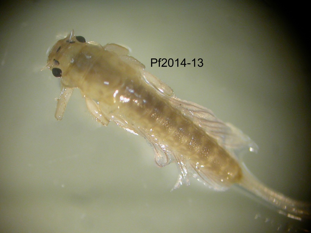 dorsal