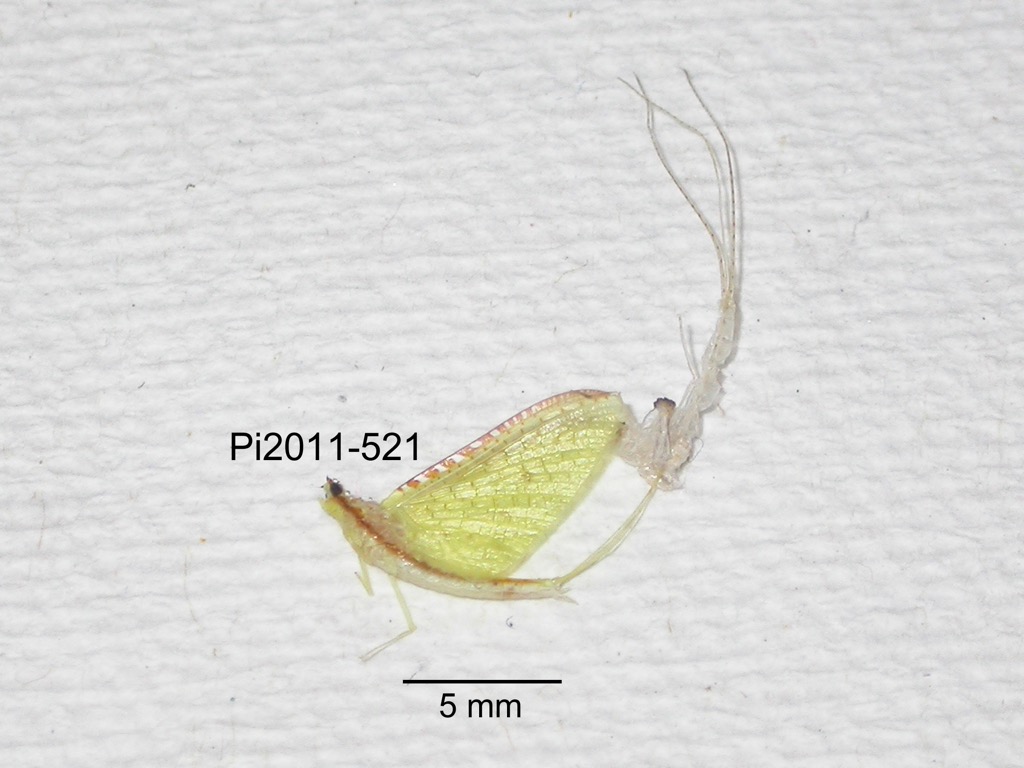 lateral