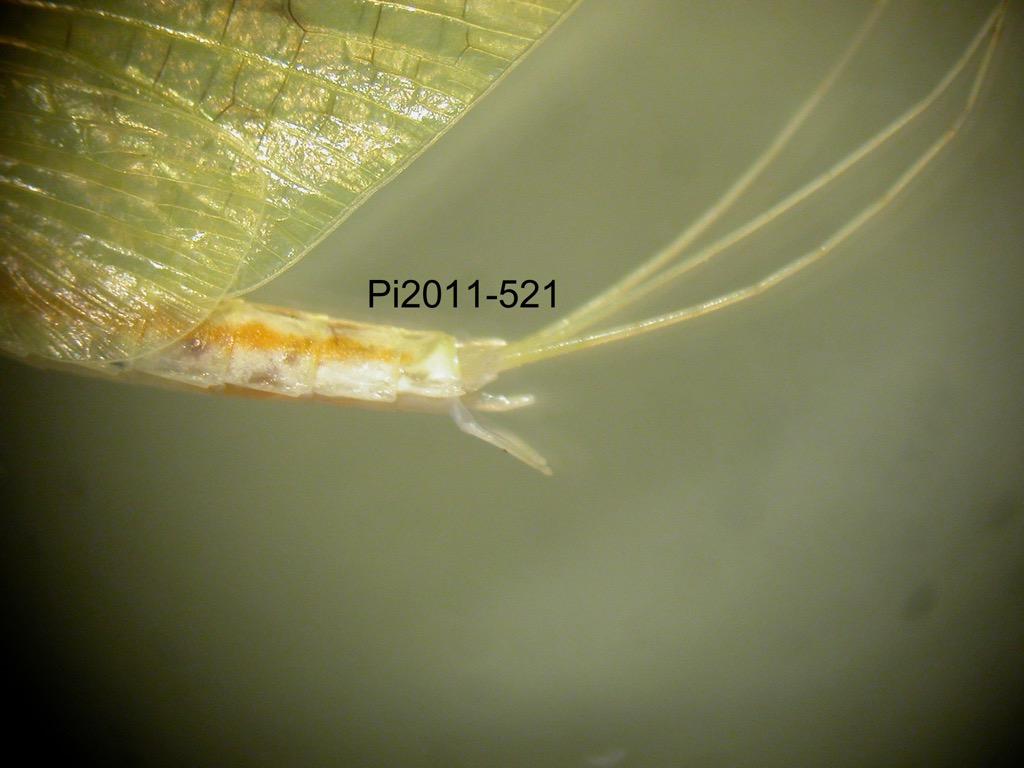 genitalia lateral