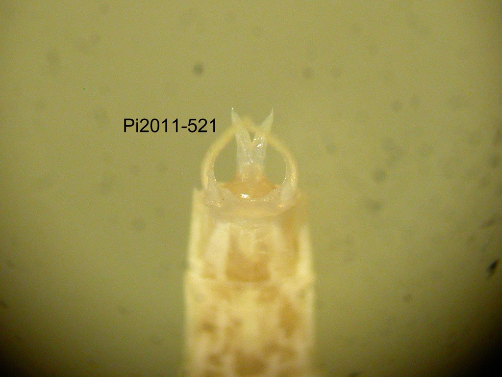genitalia ventral