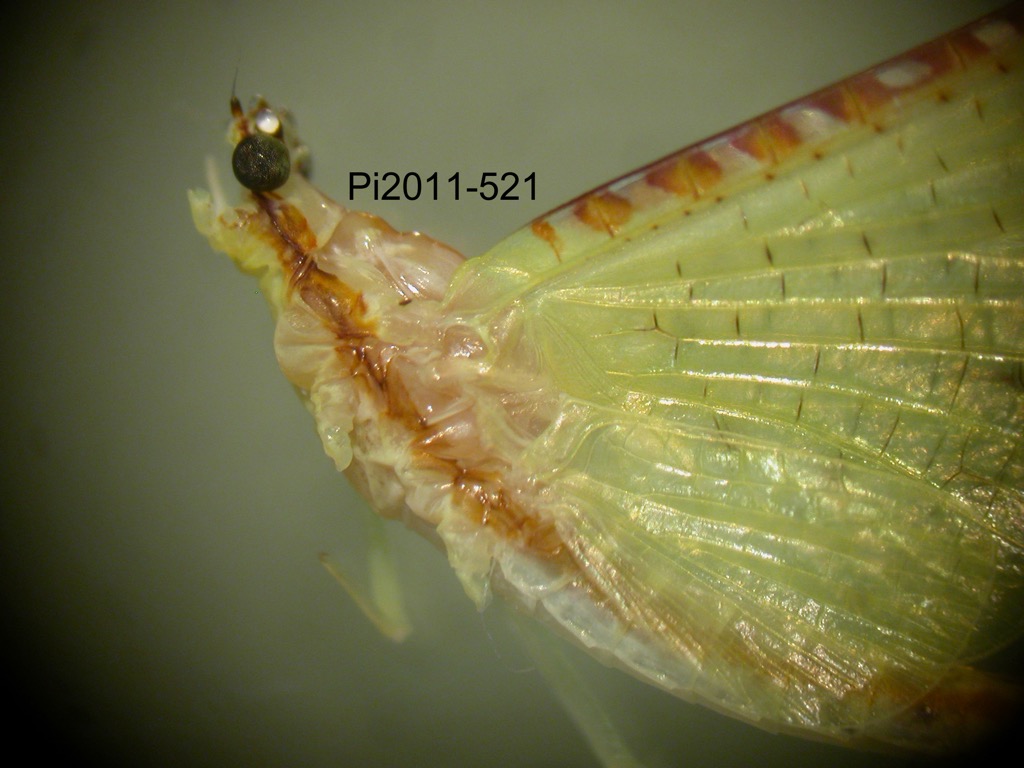 head and thorax lateral