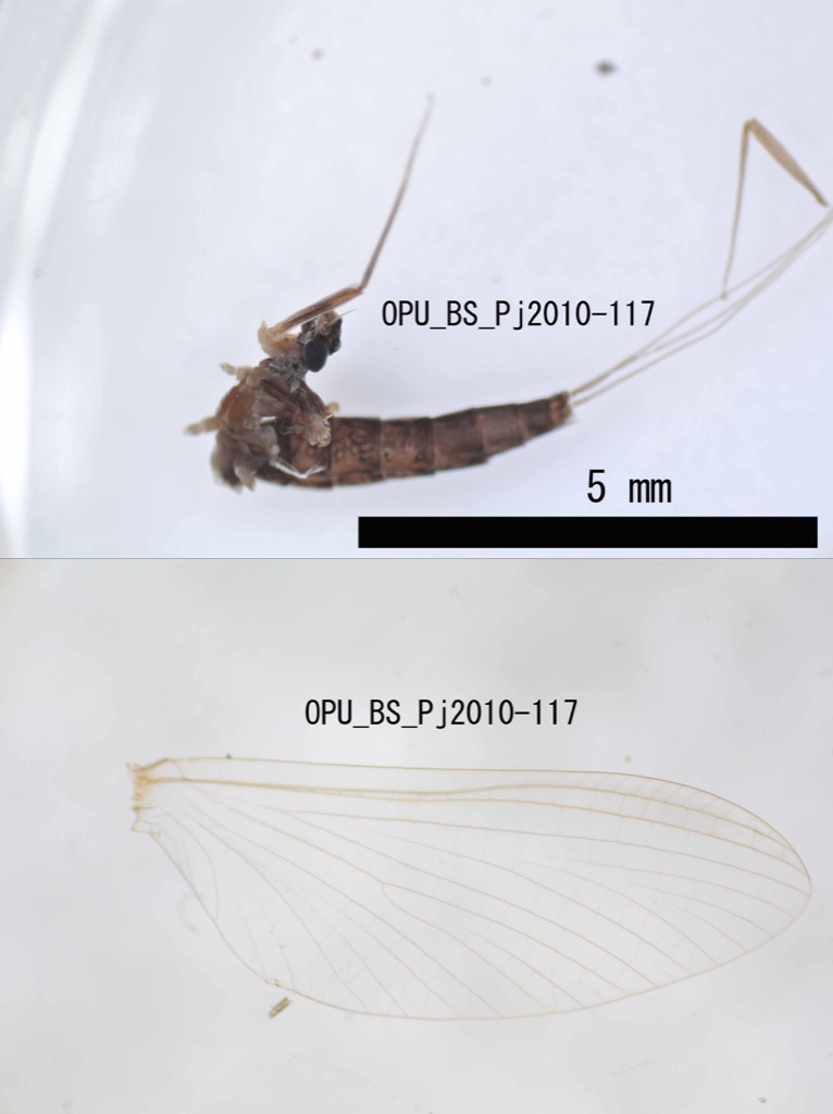 lateral