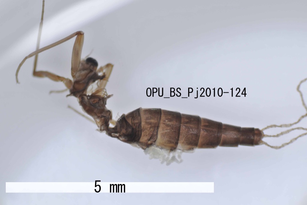 dorsal