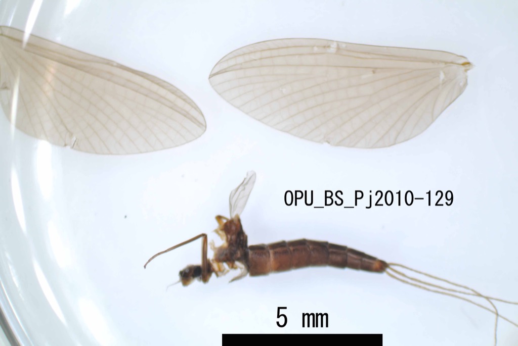 lateral