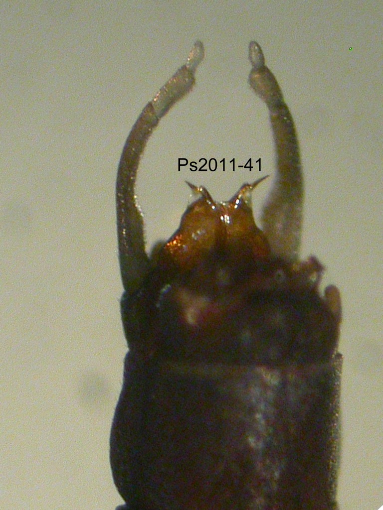 genitalia dorsal