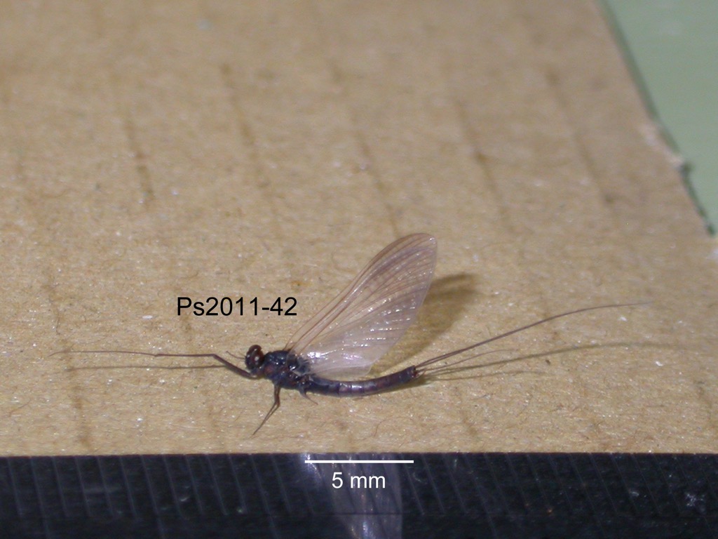 lateral