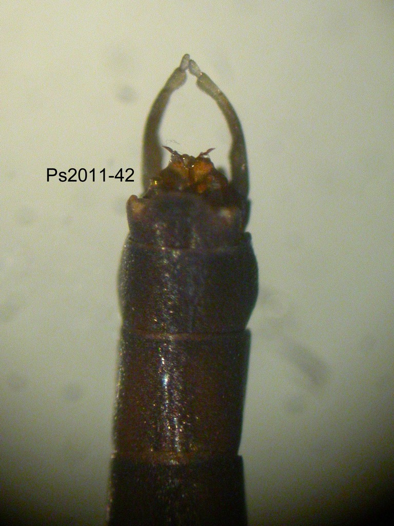 genitalia dorsal
