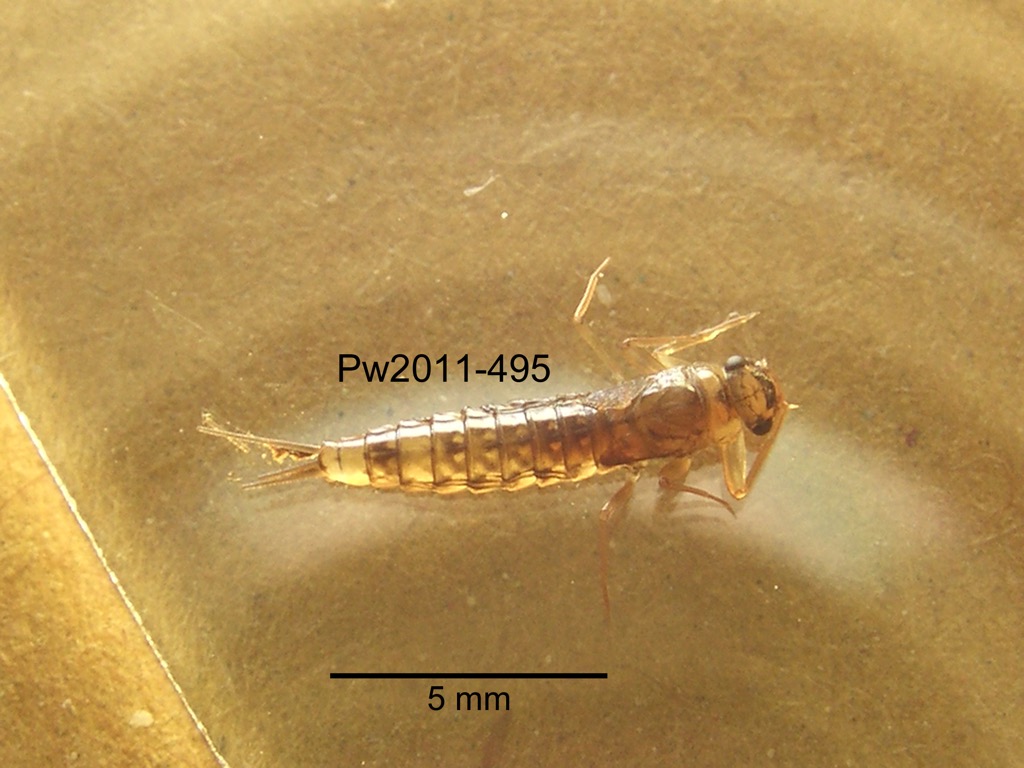 dorsal