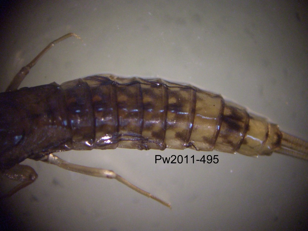 abdomen dorsal