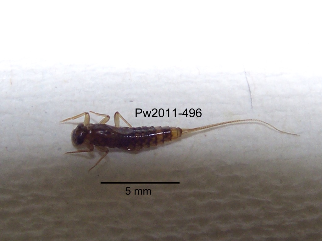 dorsal
