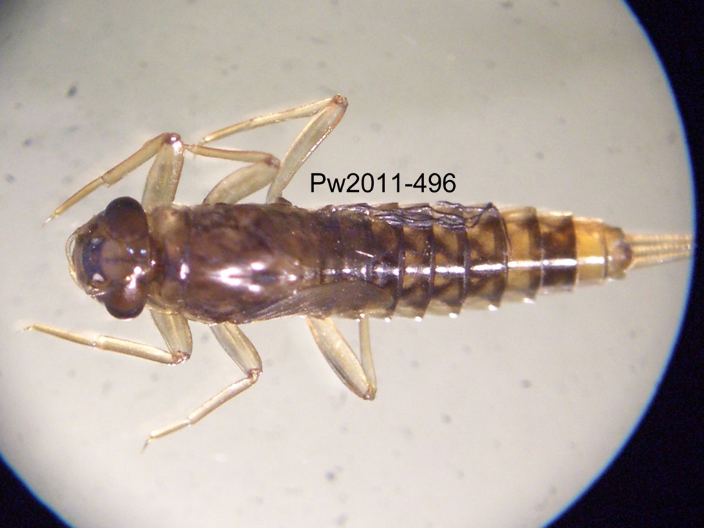 dorsal