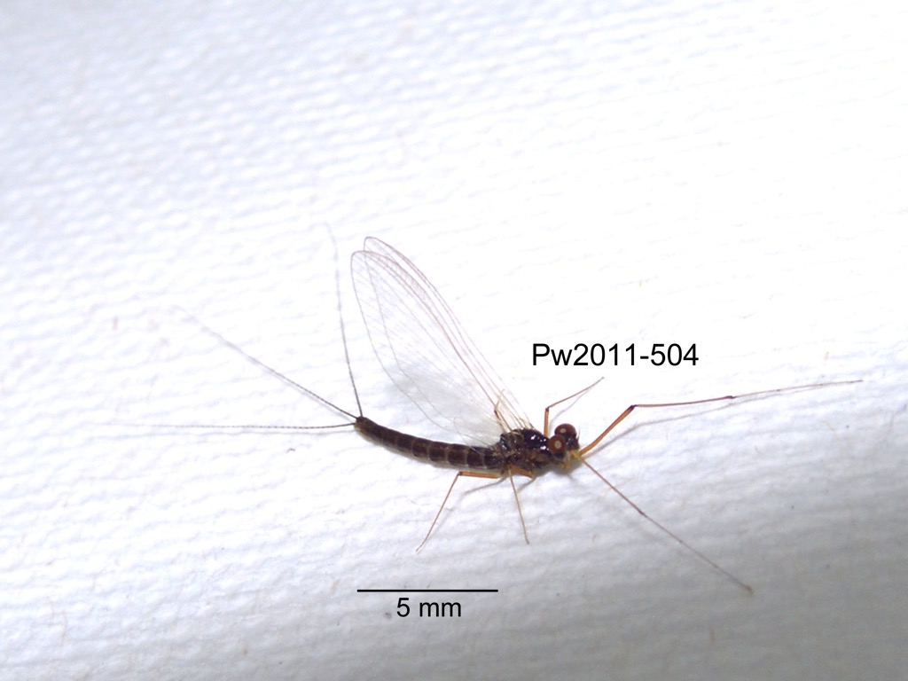 lateral
