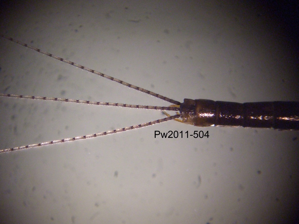 abdominal apex dorsal