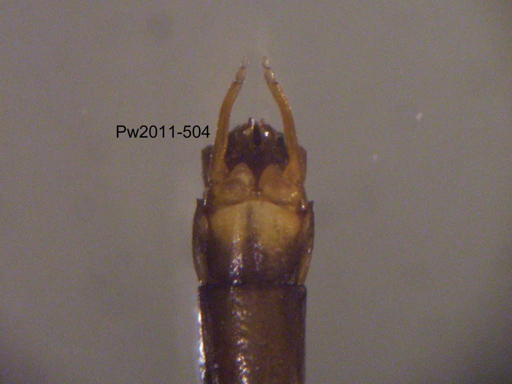 genitalia ventral