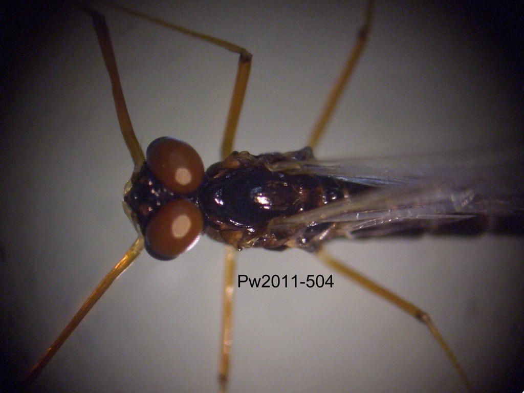 head and thorax dorsal