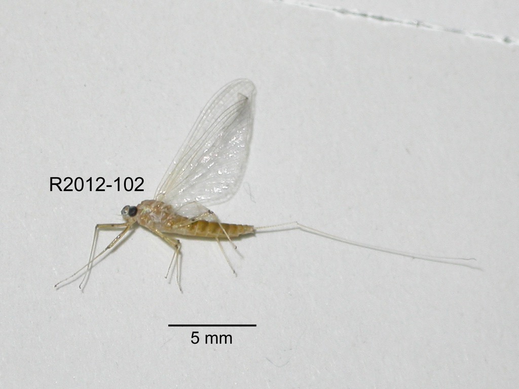 lateral