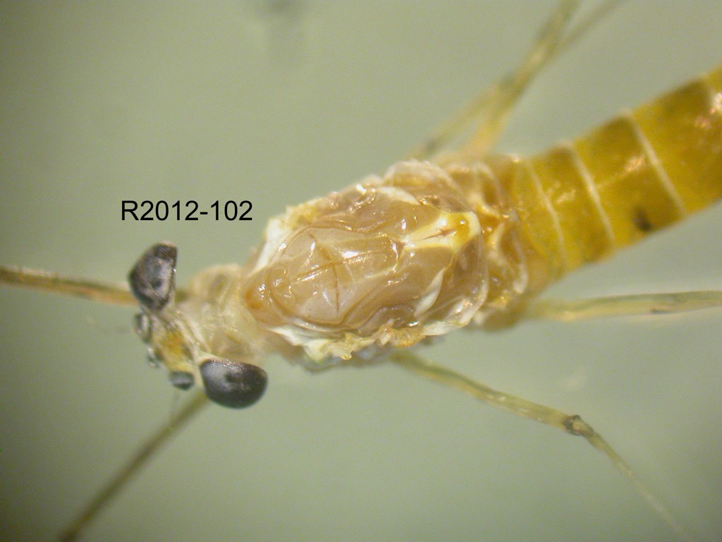 head and thorax dorsal
