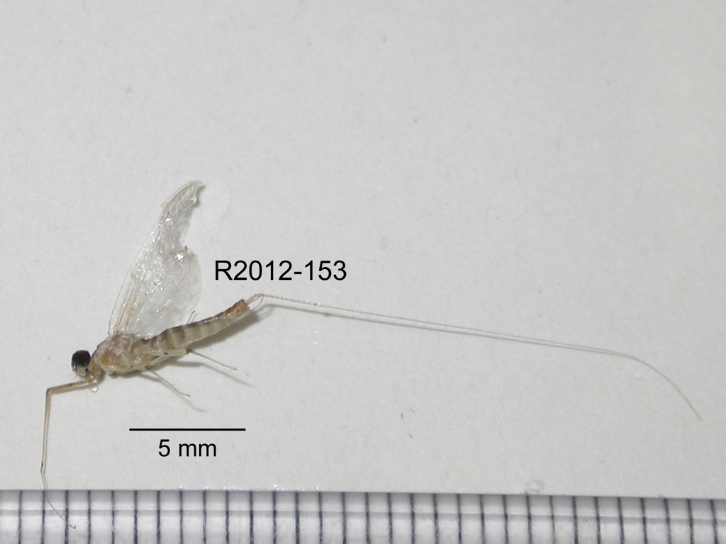 lateral
