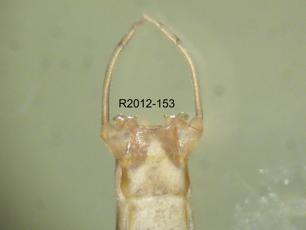 genitalia ventral