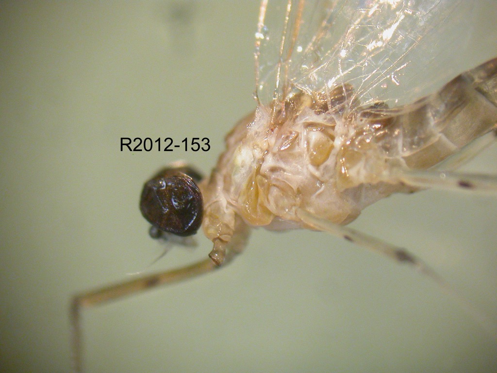 head and thorax lateral