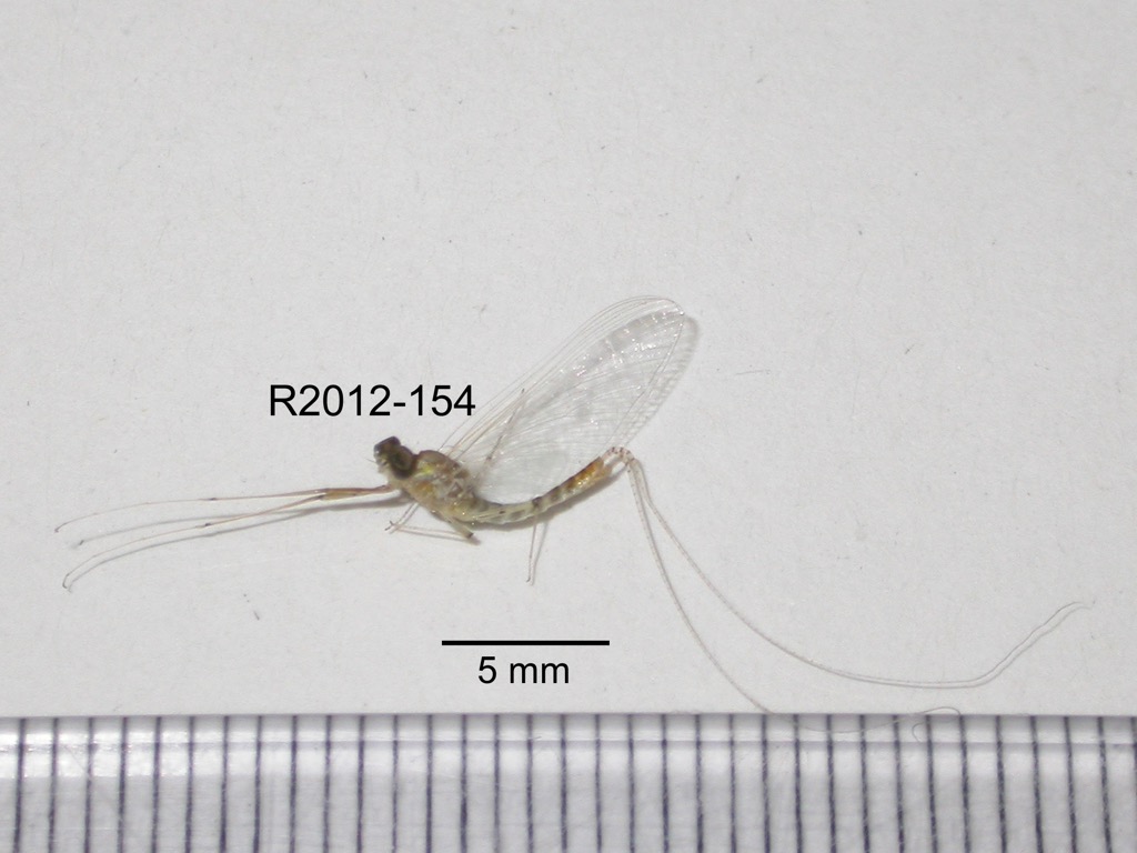 lateral