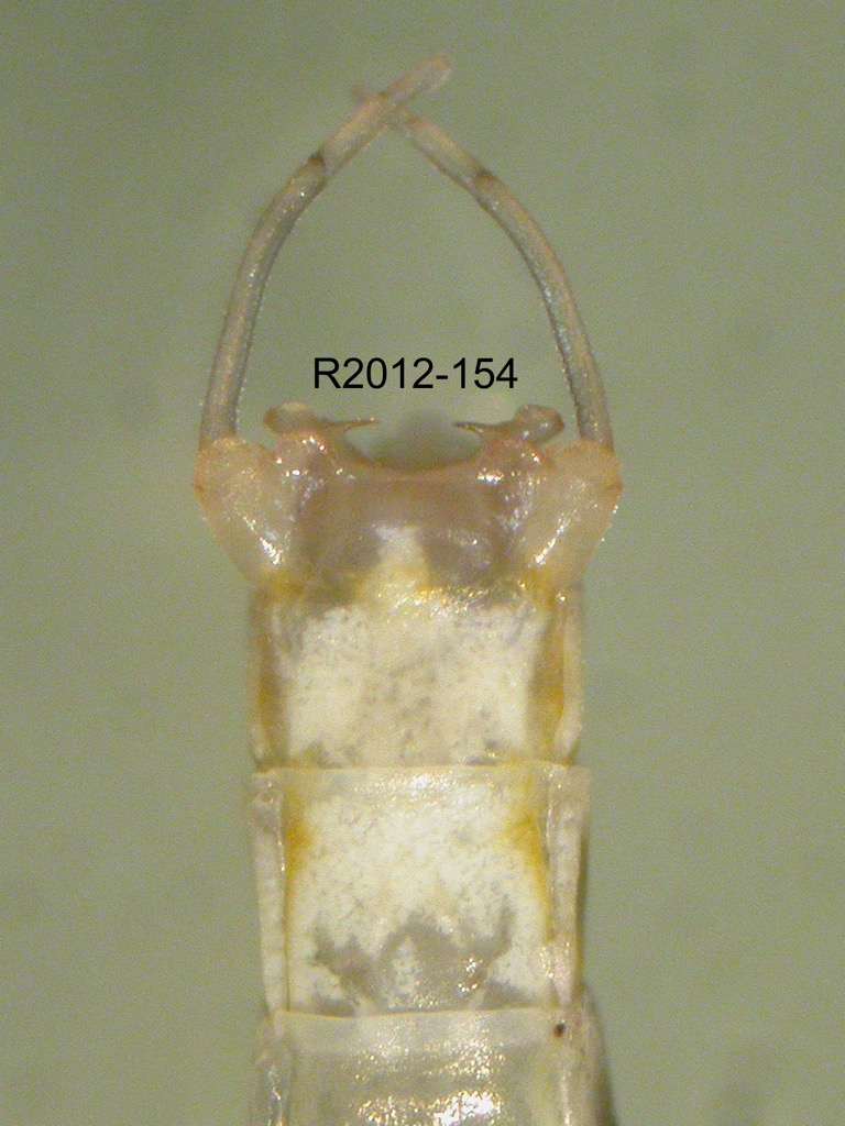 genitalia ventral