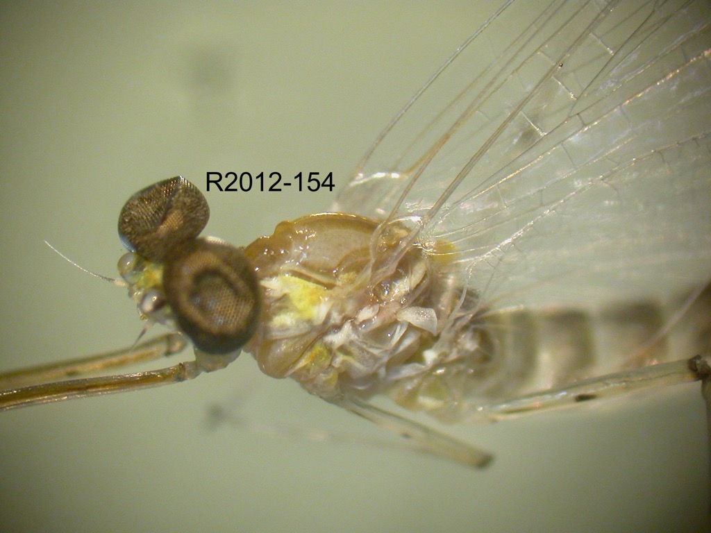head and thorax lateral