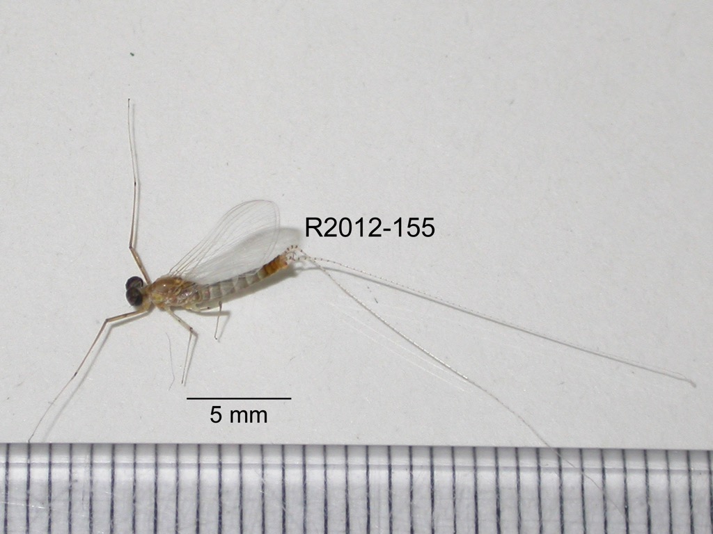 lateral