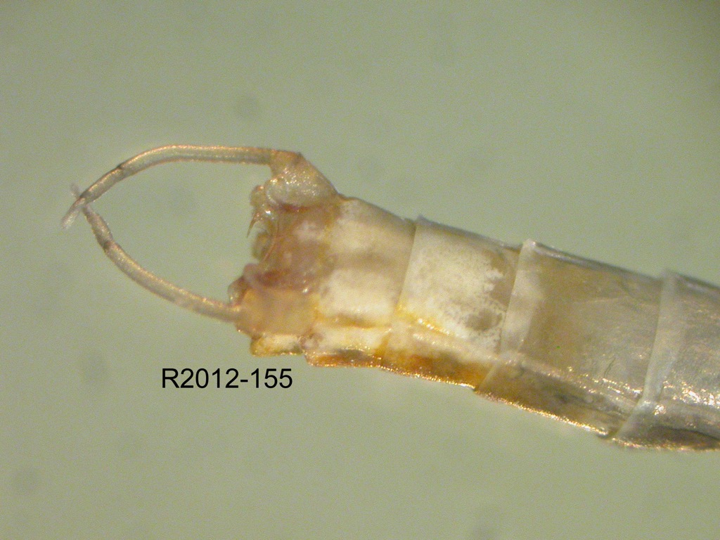 genitalia ventral