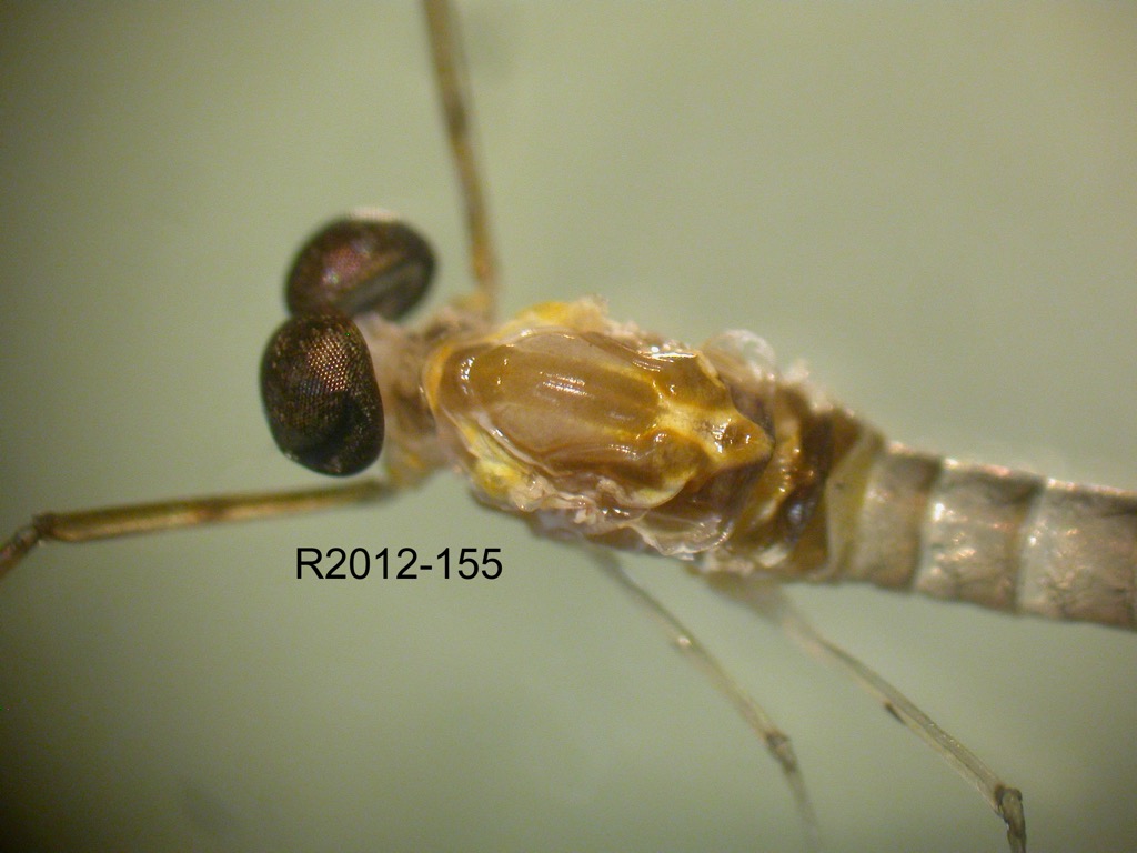 head and thorax dorsal