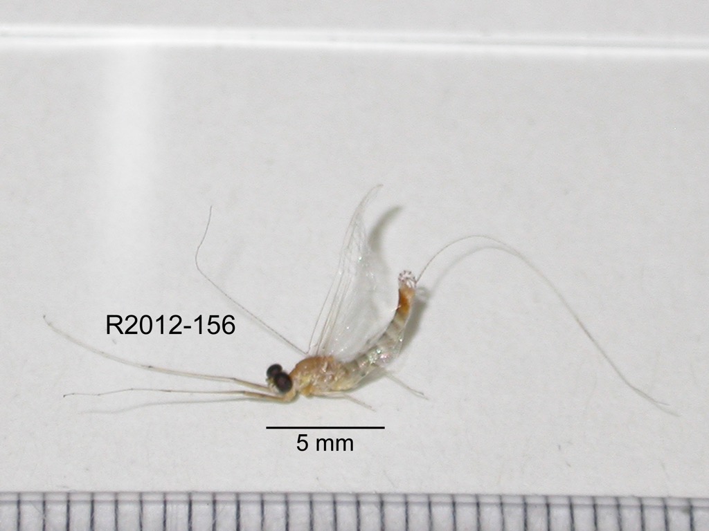 lateral