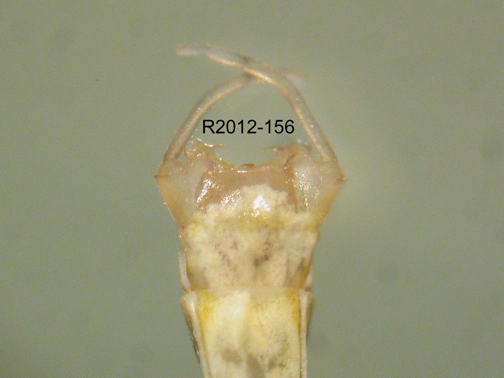 genitalia ventral