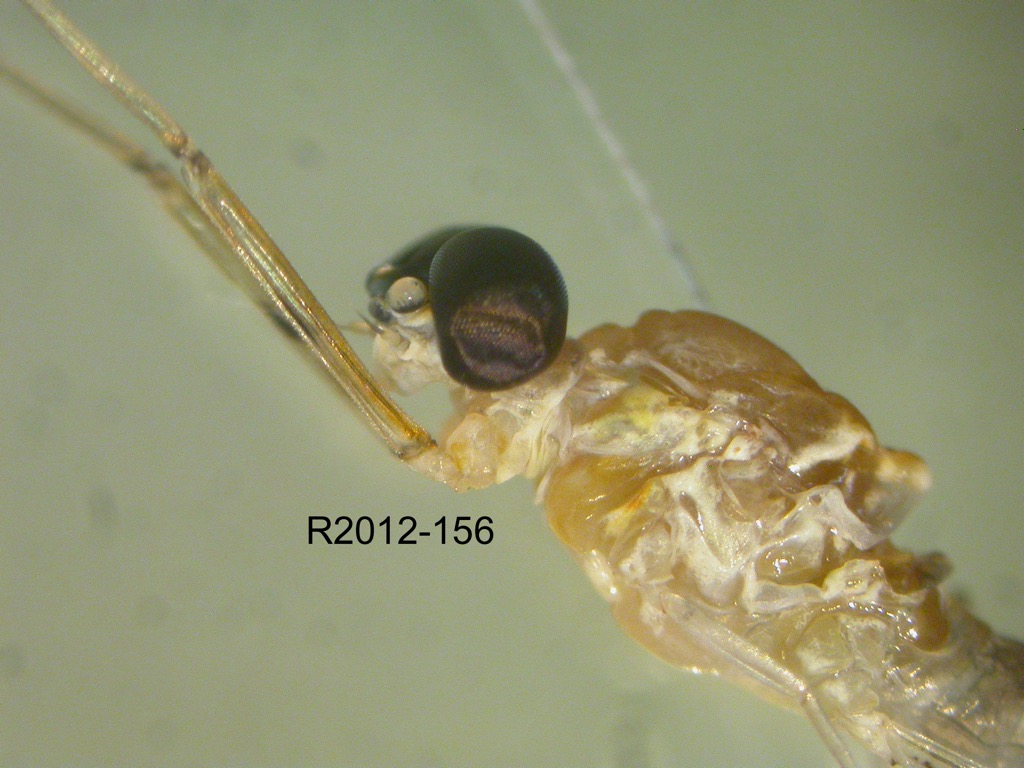 head and thorax lateral
