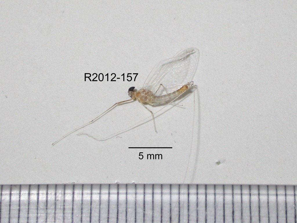 lateral