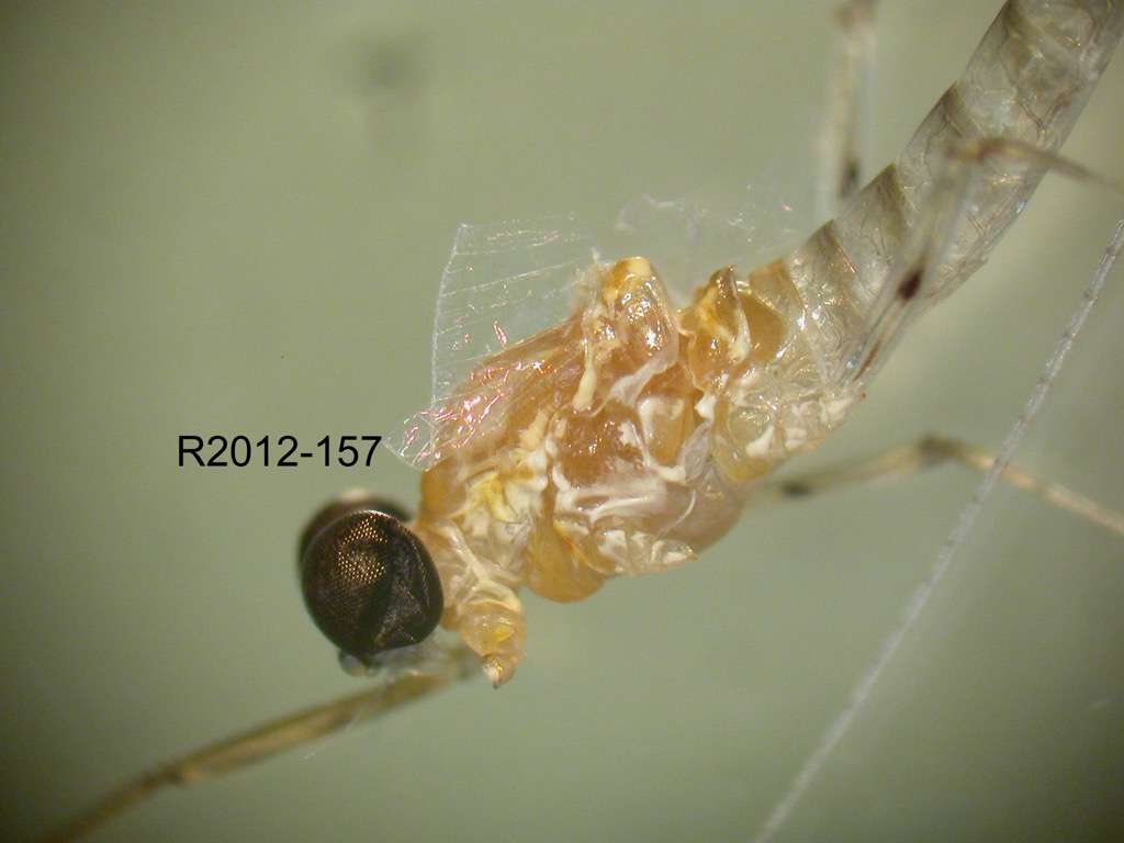 head and thorax lateral