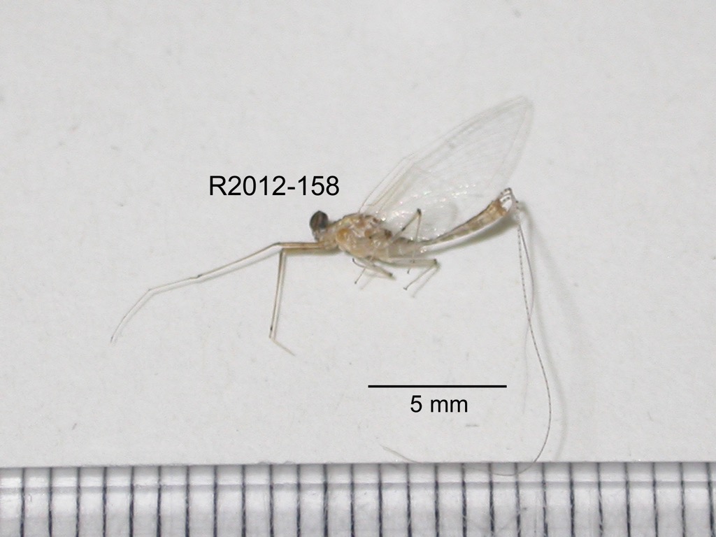 lateral