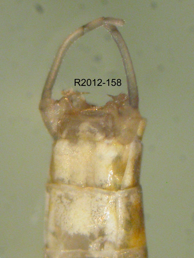 genitalia ventral