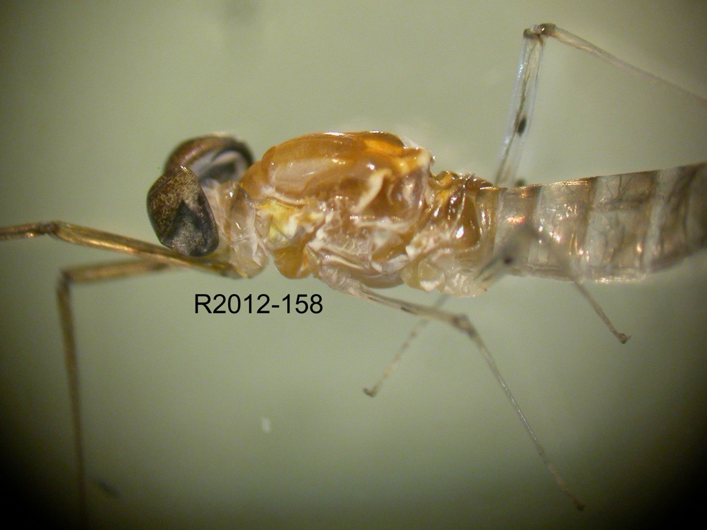 head and thorax lateral