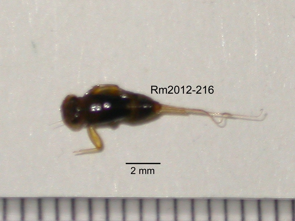 dorsal
