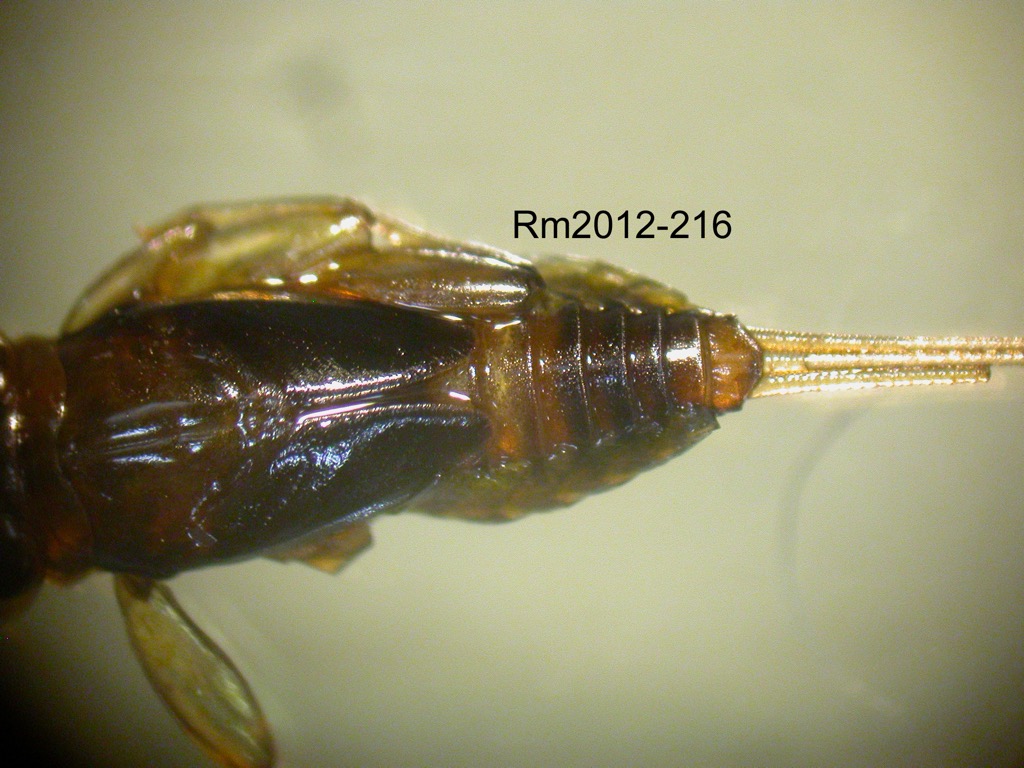 abdomen dorsal