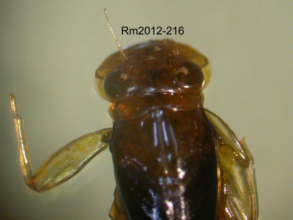 head dorsal