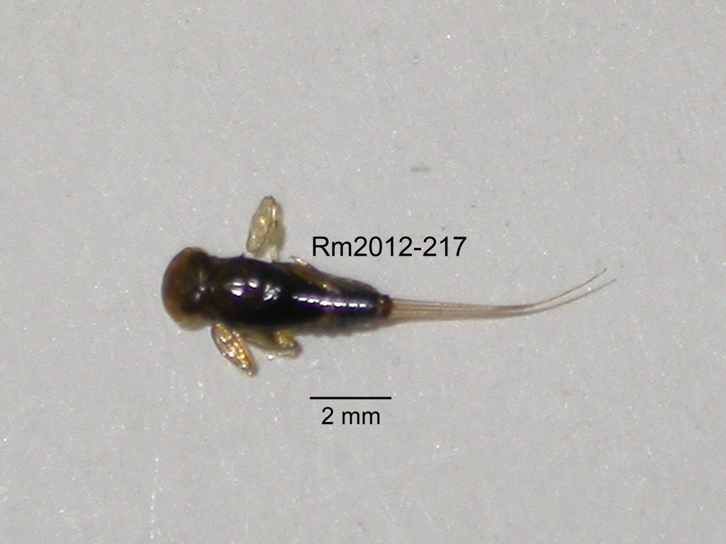 dorsal