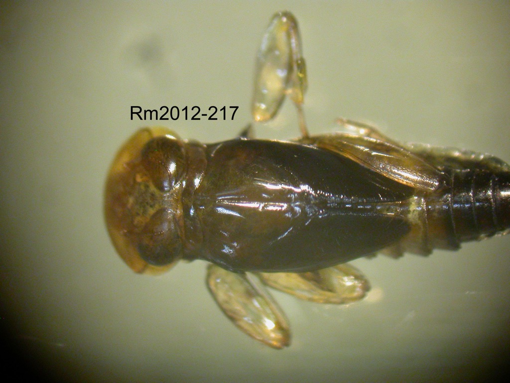 head and thorax dorsal