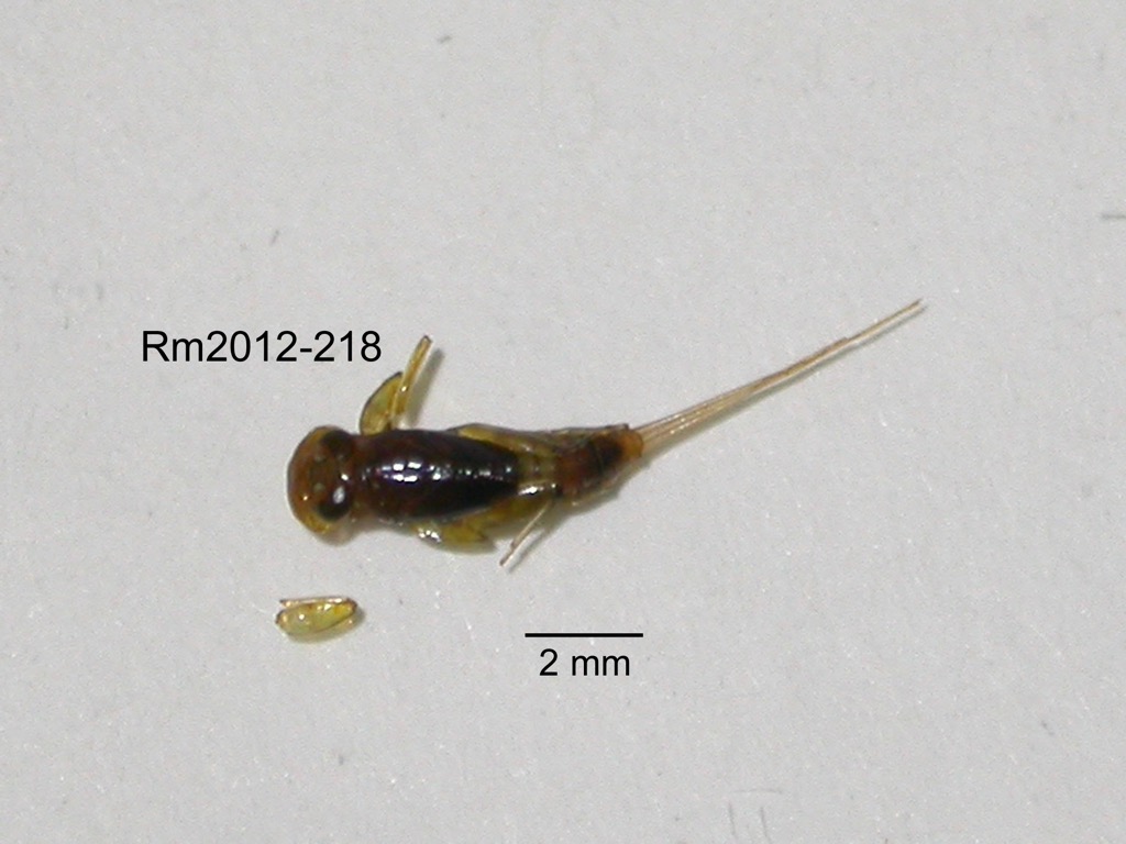 dorsal
