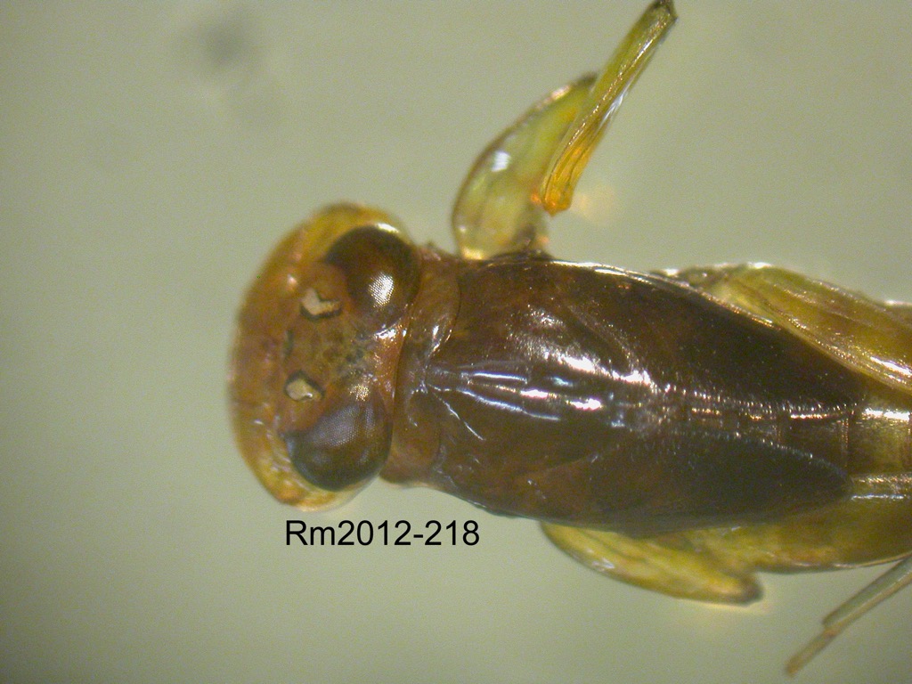 head and thorax dorsal