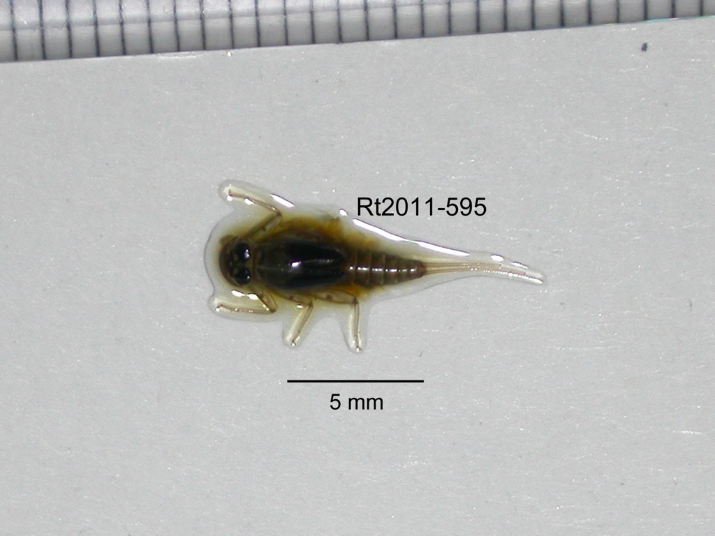 dorsal