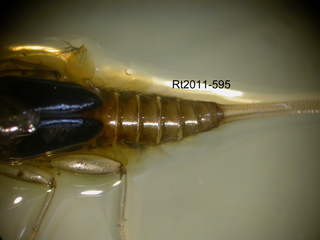 abdomen dorsal