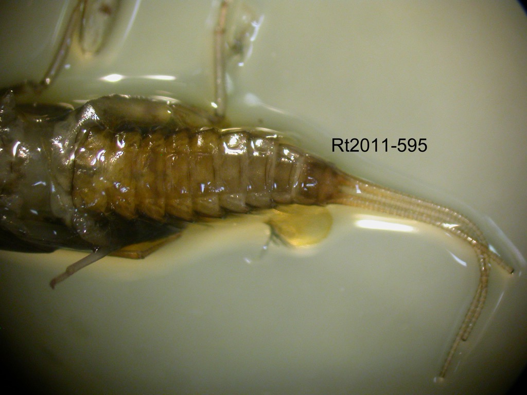 abdomen ventral