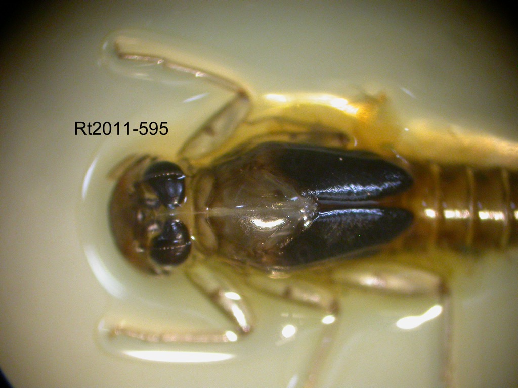head and thorax dorsal