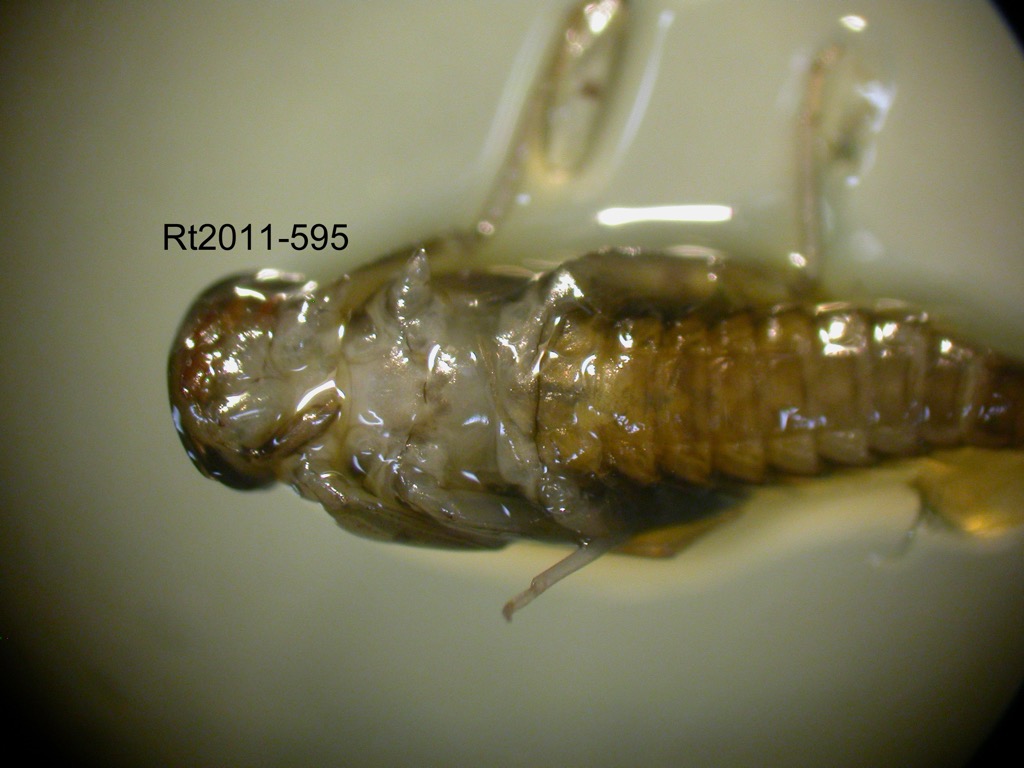 head and thorax ventral